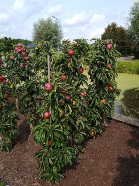 Zuilappels in de showtuin