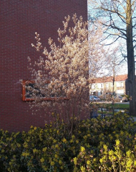 Volgroeide struik van een krentenboompje