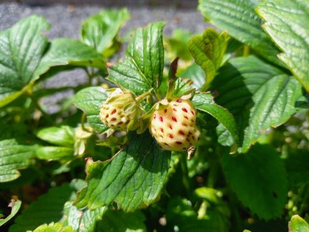 Witte ananasaardbei in onze tuin