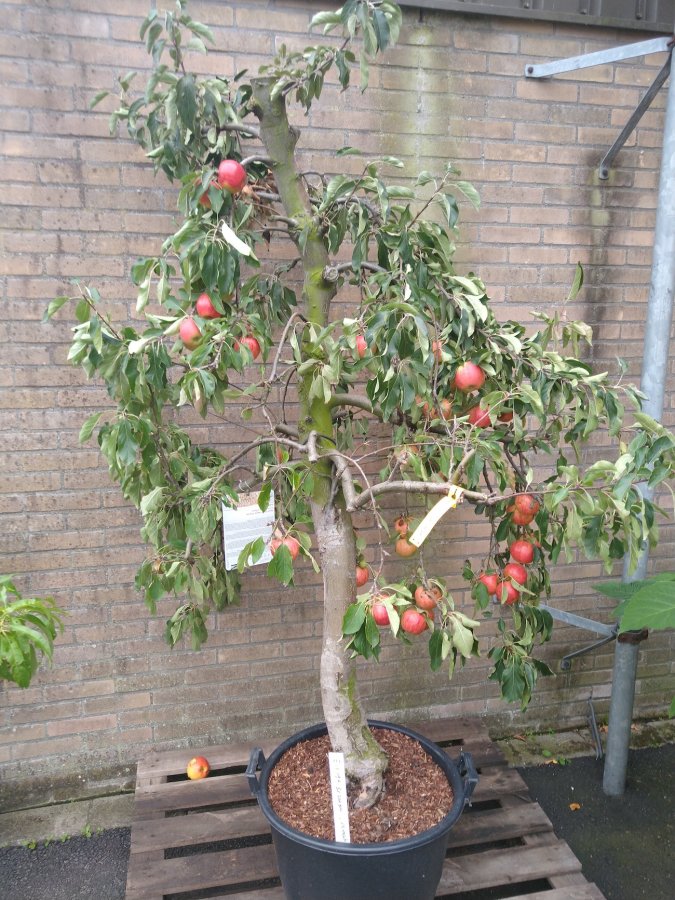 Boomgaard appelboom