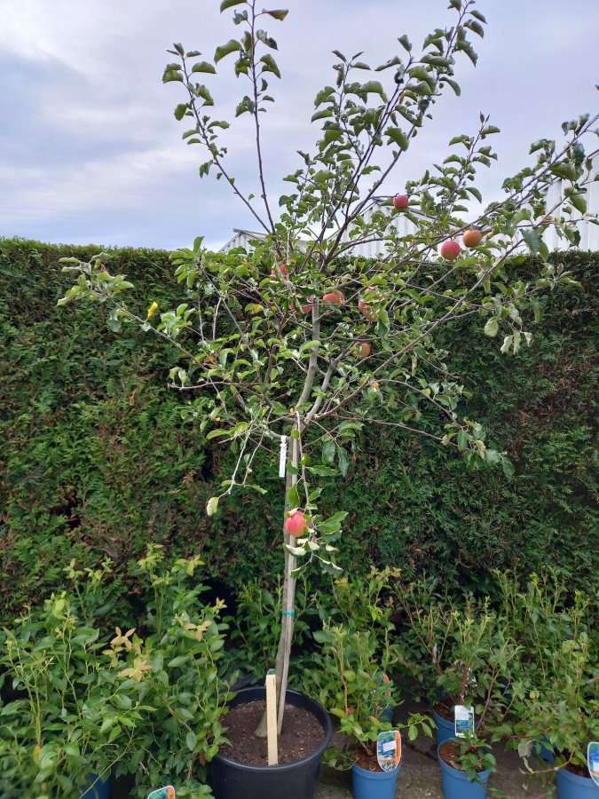 Oude halfstam appelboom in de winkel