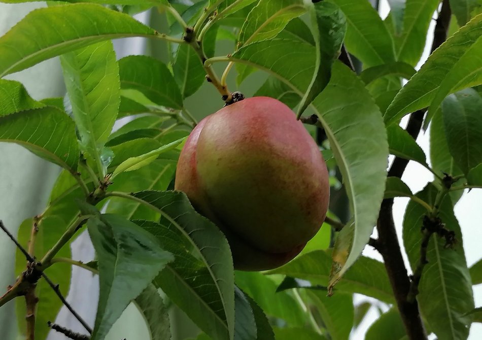 Dwergnectarine 'Nectarella'