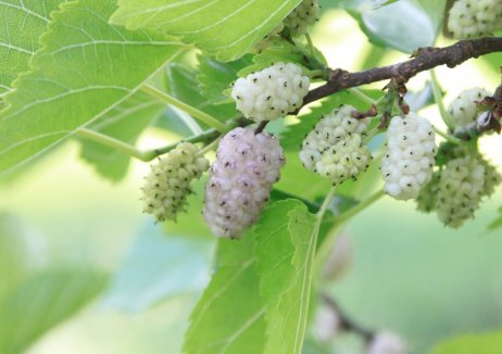 Witte moerbei