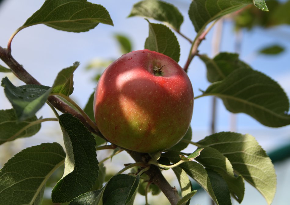 Appel 'Lena'