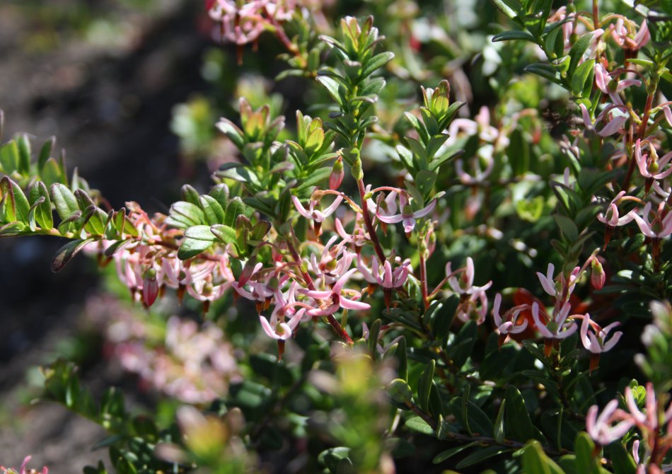 Cranberry 'Pilgrim'