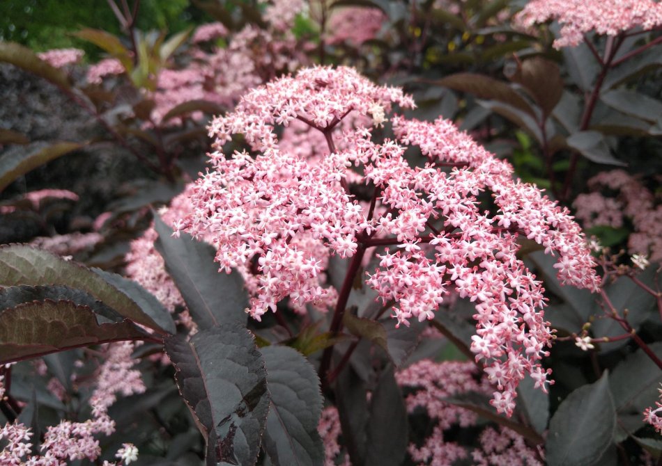 Witte schermbloemen van de roodbladige vlierbes Black Beauty