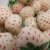 Pineberry (ananasaardbei)