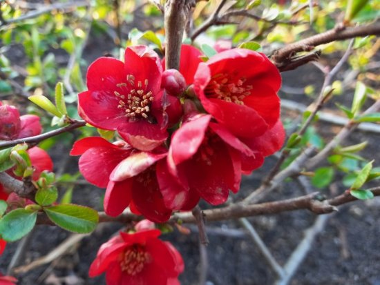 Bloesem van de japanse kweepeer 'Crimson and Gold' in onze winkel