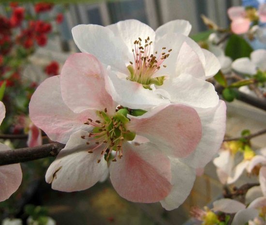 Bloemen van dwergkwee japanese colours