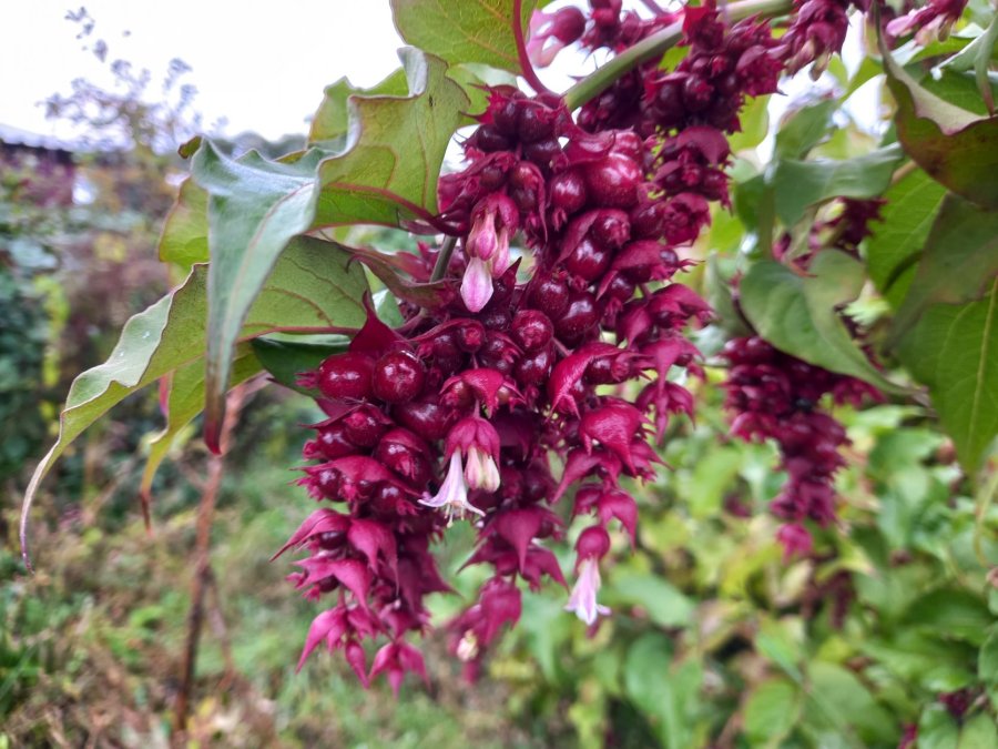 Vruchten en bloemen van de chocobes