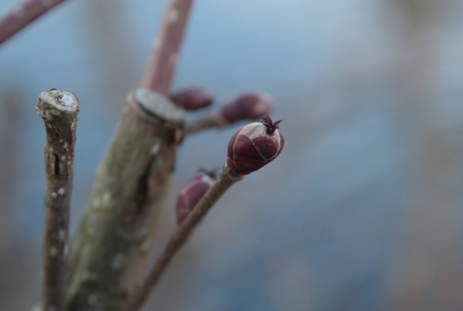 Vrouwelijke bloemen van rode hazelaar 'Rode Zellernoot'