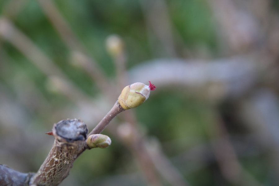 Vrouwelijke bloem van groene hazelaar