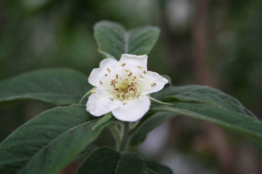 De mispel bloeit met grote witte bloemen