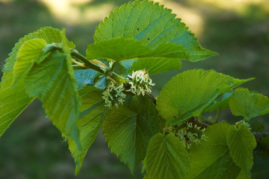 Bloemen van de zwarte moerbei (Morus nigra)