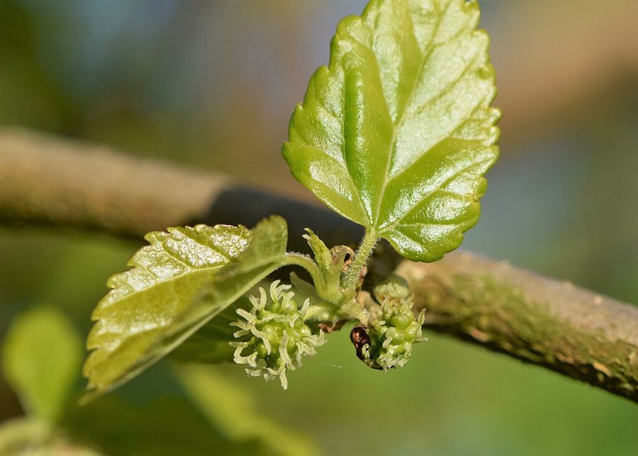 Bloemen van de witte moerbei (Morus alba)