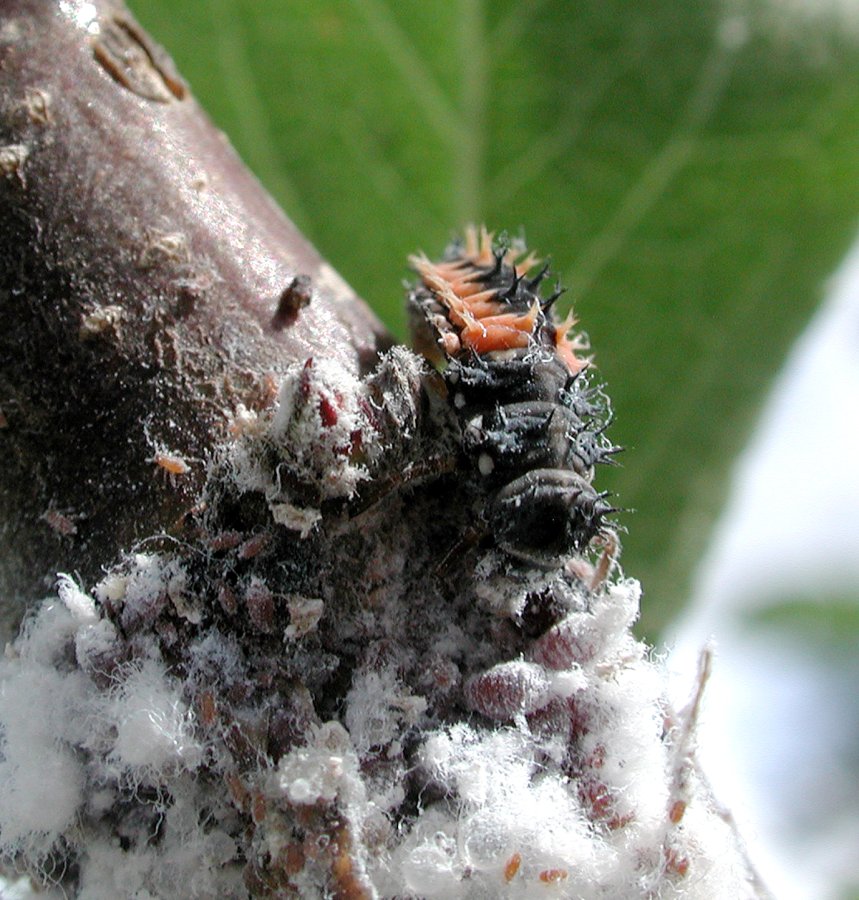 Larve van lieveheersbeestje op appelboom