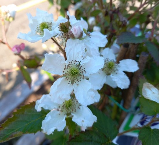 Witte bloemen van een bramenstruik