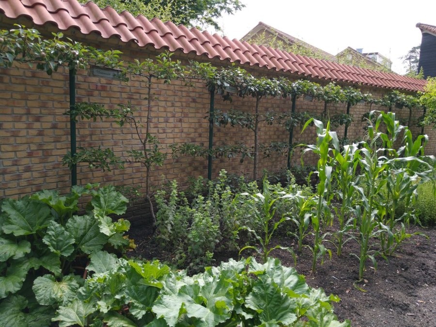 Lei appelbomen langs muur