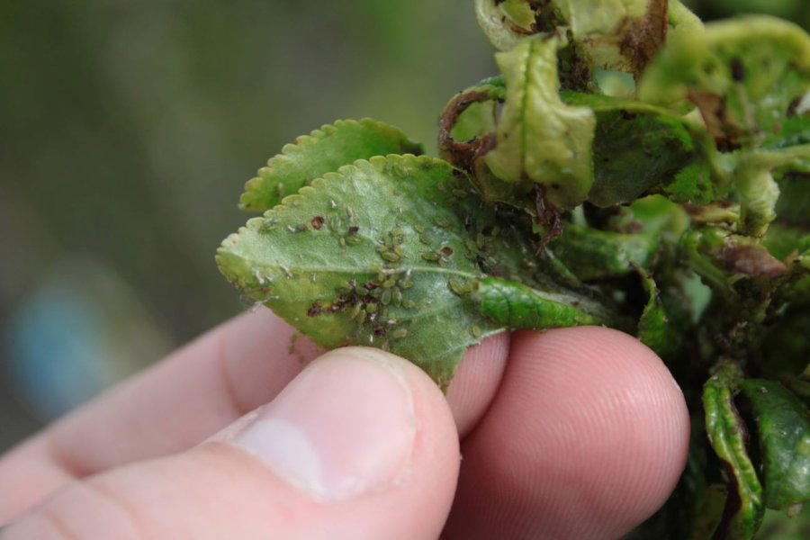 Bladluizen onder blad