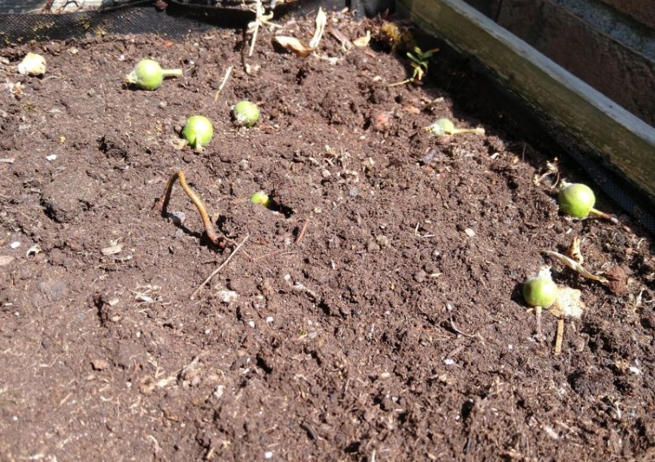 Gevallen appeltjes onder een appelboom.