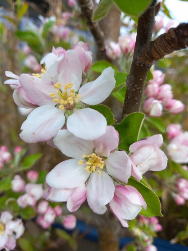 Volledige bloei van een appelboom