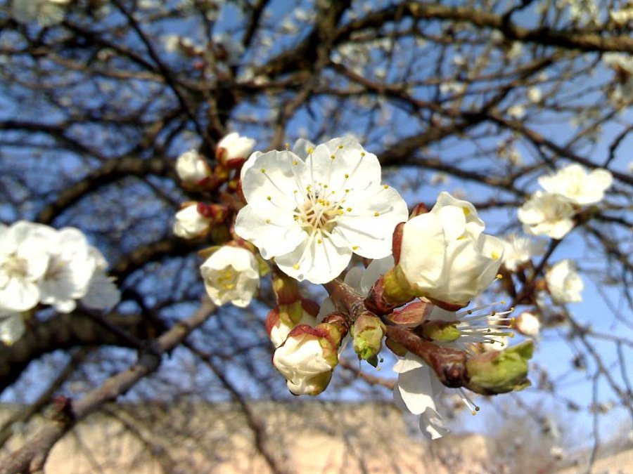 Witte tot lichtroze bloesem van een abrikozenboom