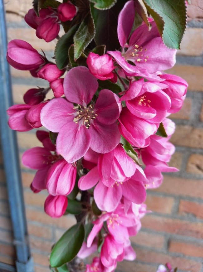 Dieproze bloesem van de roodvlezige zuilappel Maypole