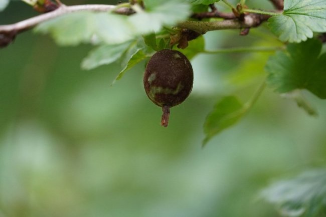 Door meeldauw aangetaste vrucht kruisbes