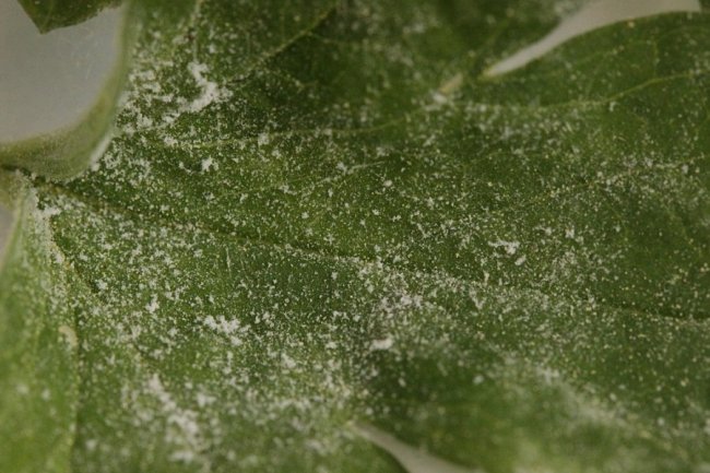 Blad van een kruisbes met meeldauw