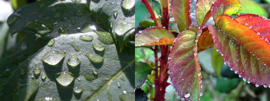 Ochtenddauw en guttatie op blad roos.