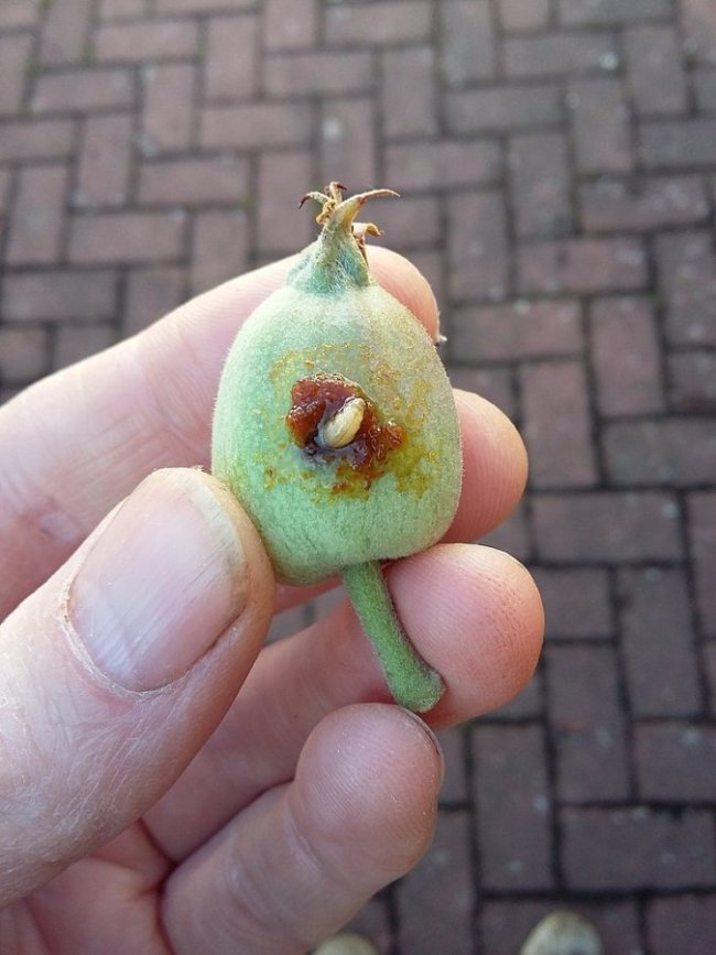 Fruitmot in jonge appel