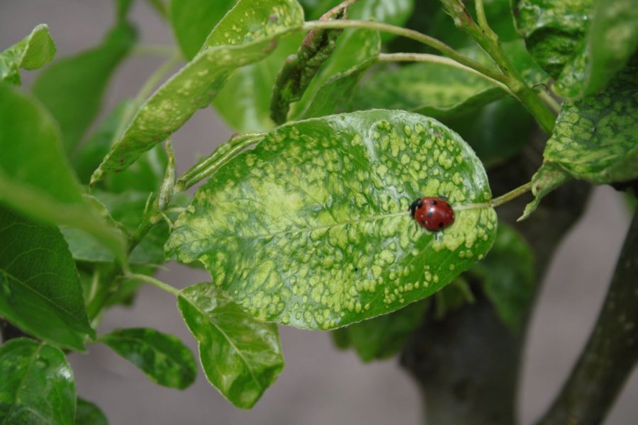 Perenpokziekte op blad Doyenne du Comice