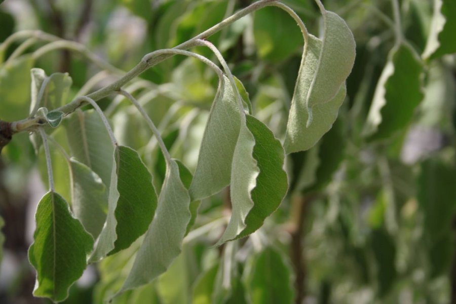 Blad van stoofperenboom Gieser Wildeman