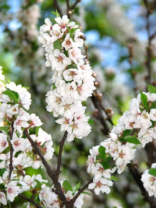 Wit-roze bloesem van de nanking kers