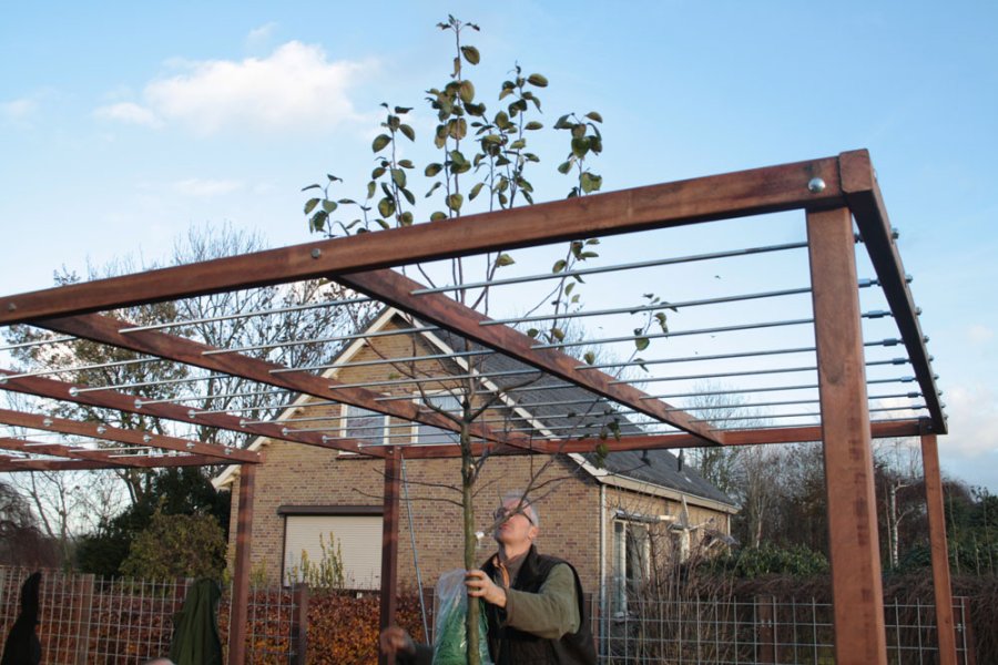 Boom vormen in appeldak