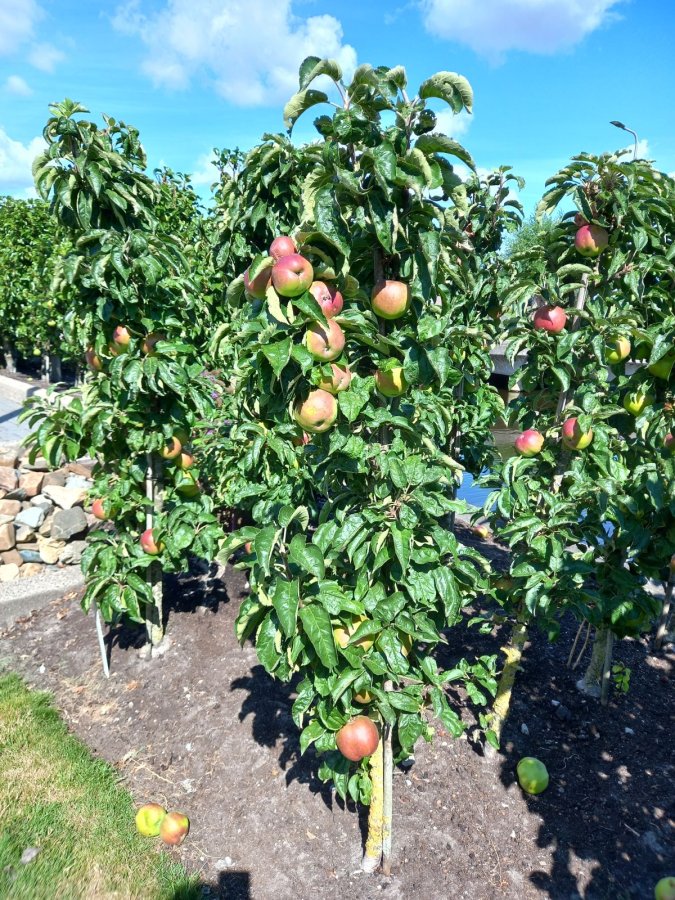 Appels aan een zuilappelboom