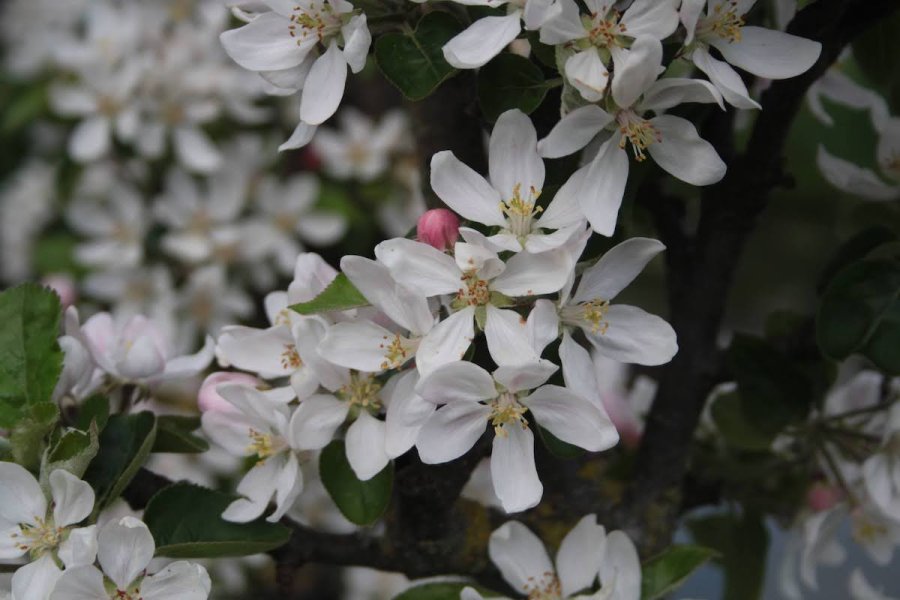 Appelbomen aan het einde van de bloei.