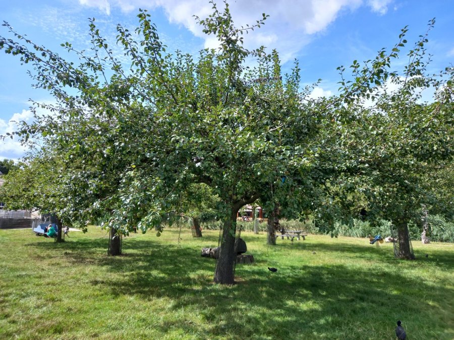 Hoogstam appelboom