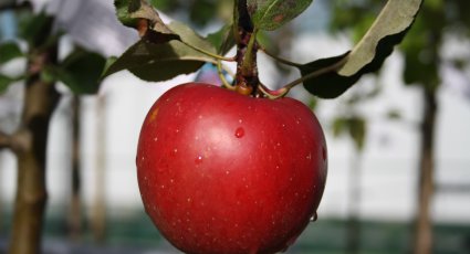 Appelboom 'Rosanna' - vanaf € 18,99 - Consumptieappelbomen