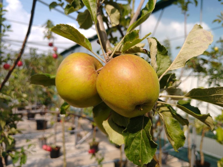 Appels aan appelboom