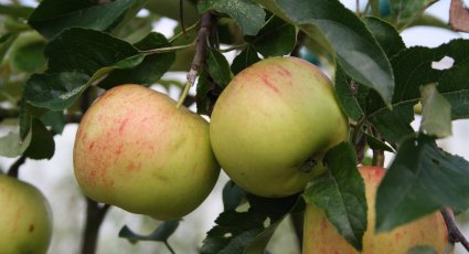 Appelboom 'Melrose' - vanaf € 18,99 - Consumptieappelbomen