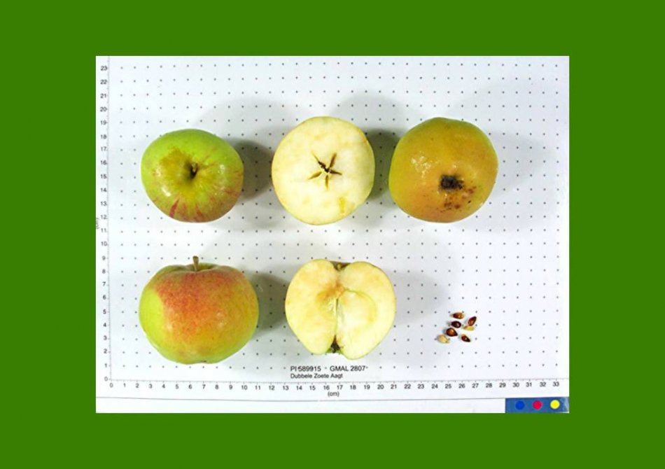 Malus domestica 'Dubbele Zoete Aagt'