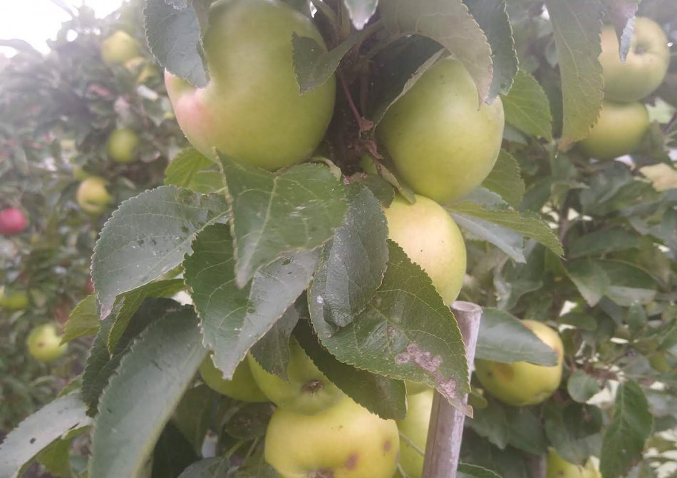 Malus domestica 'Goldcats'