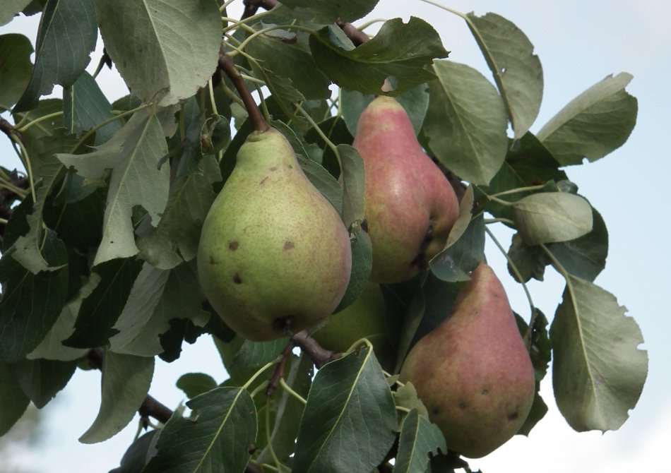 Pyrus communis 'Clapps Favorite'