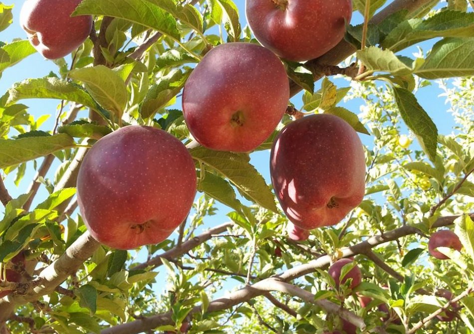 Malus domestica 'Galina'