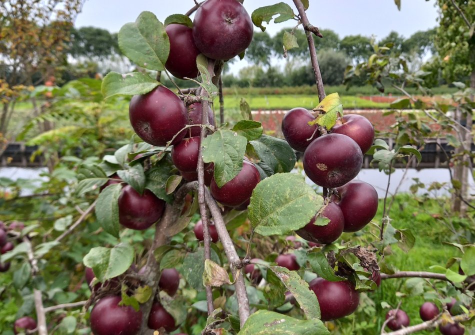 Malus domestica 'Api Noir (zwarte bij)'