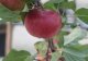 Malus domestica 'Red Devil'