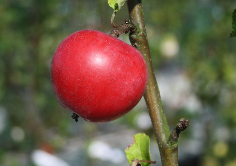 Malus domestica 'Roda Mantet'