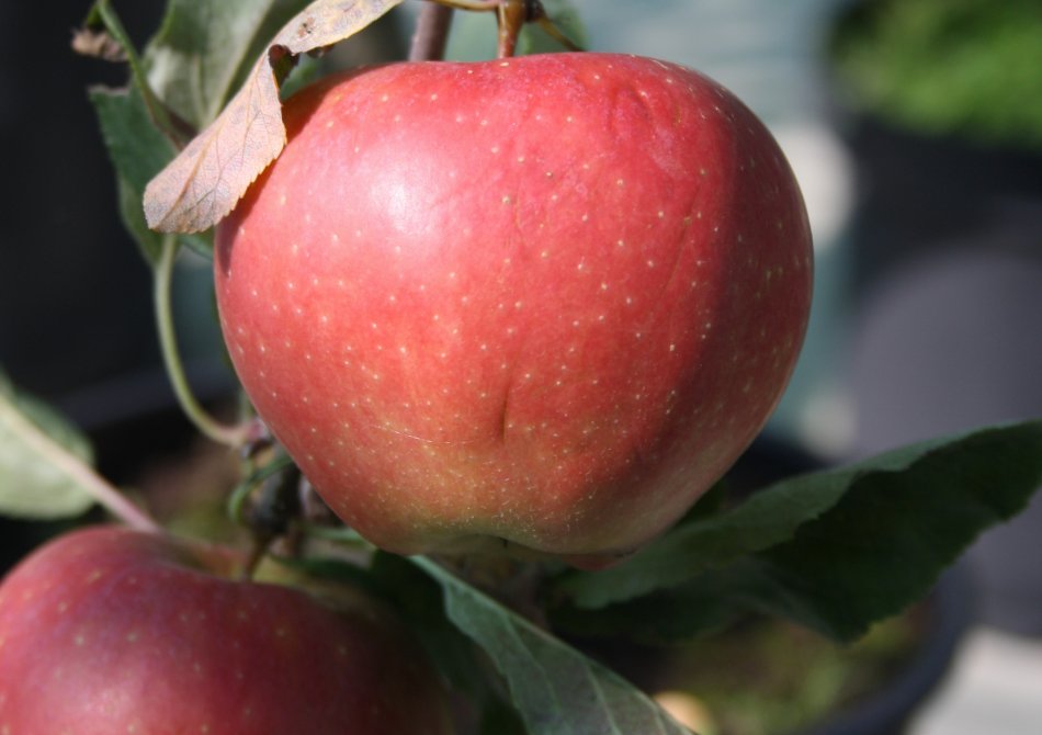 Malus domestica 'Gala'