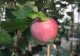 Malus domestica 'Drentse Bellefleur'